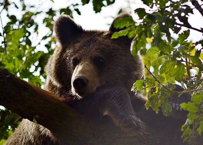 Bear Sanctuary & Bran Castle — 2