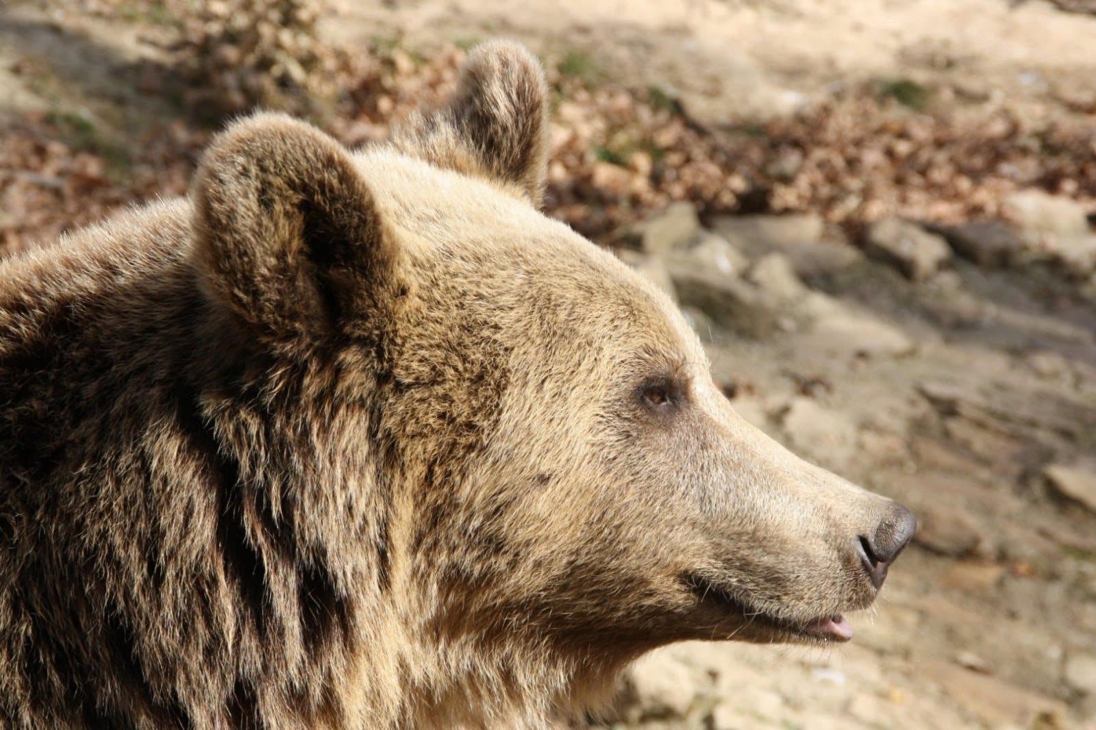 Bear Sanctuary & Bran Castle — 4