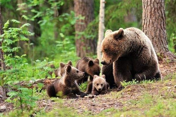 Bear Sanctuary & Bran Castle