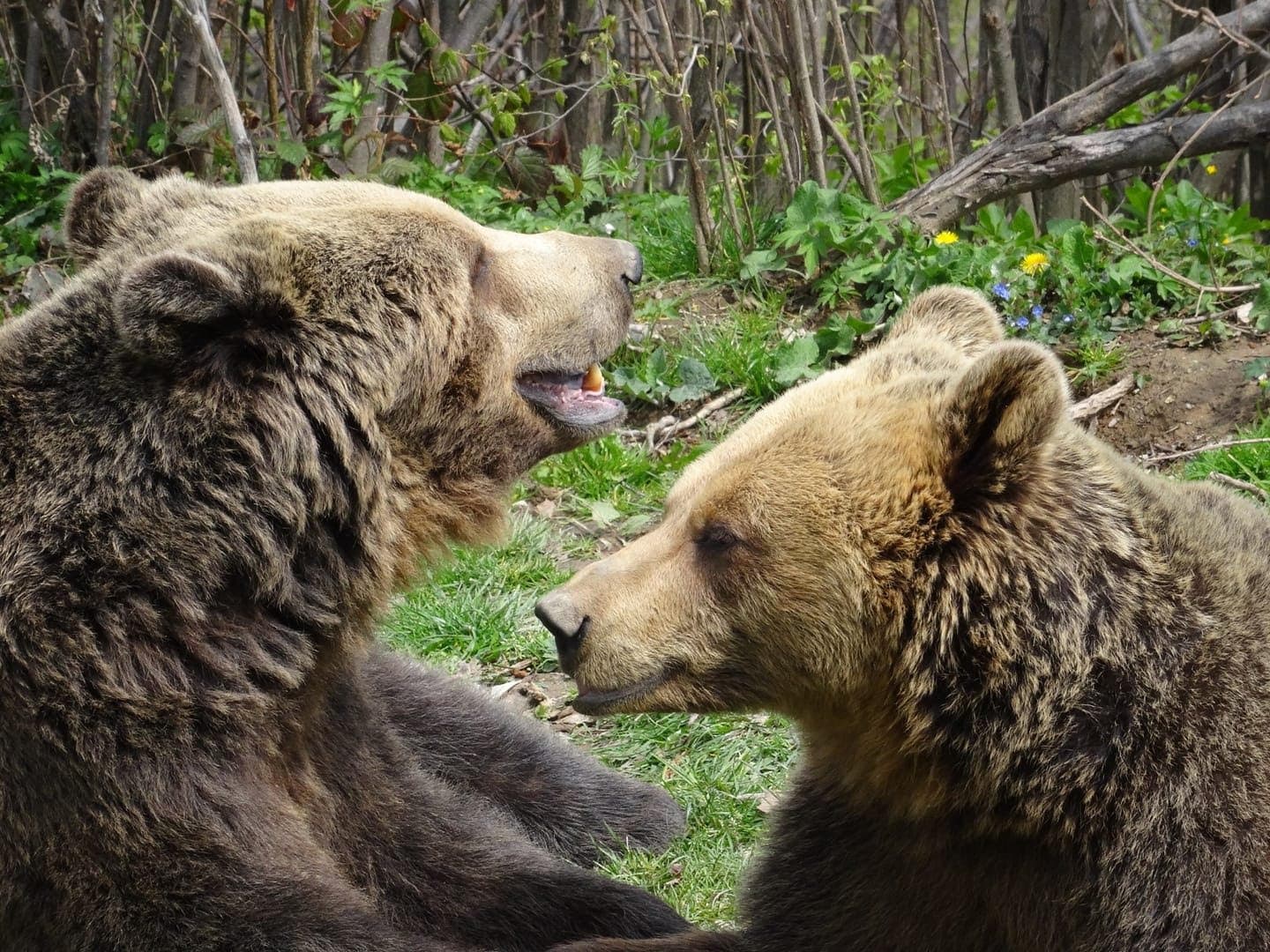 Bear Sanctuary & Bran Castle — 3