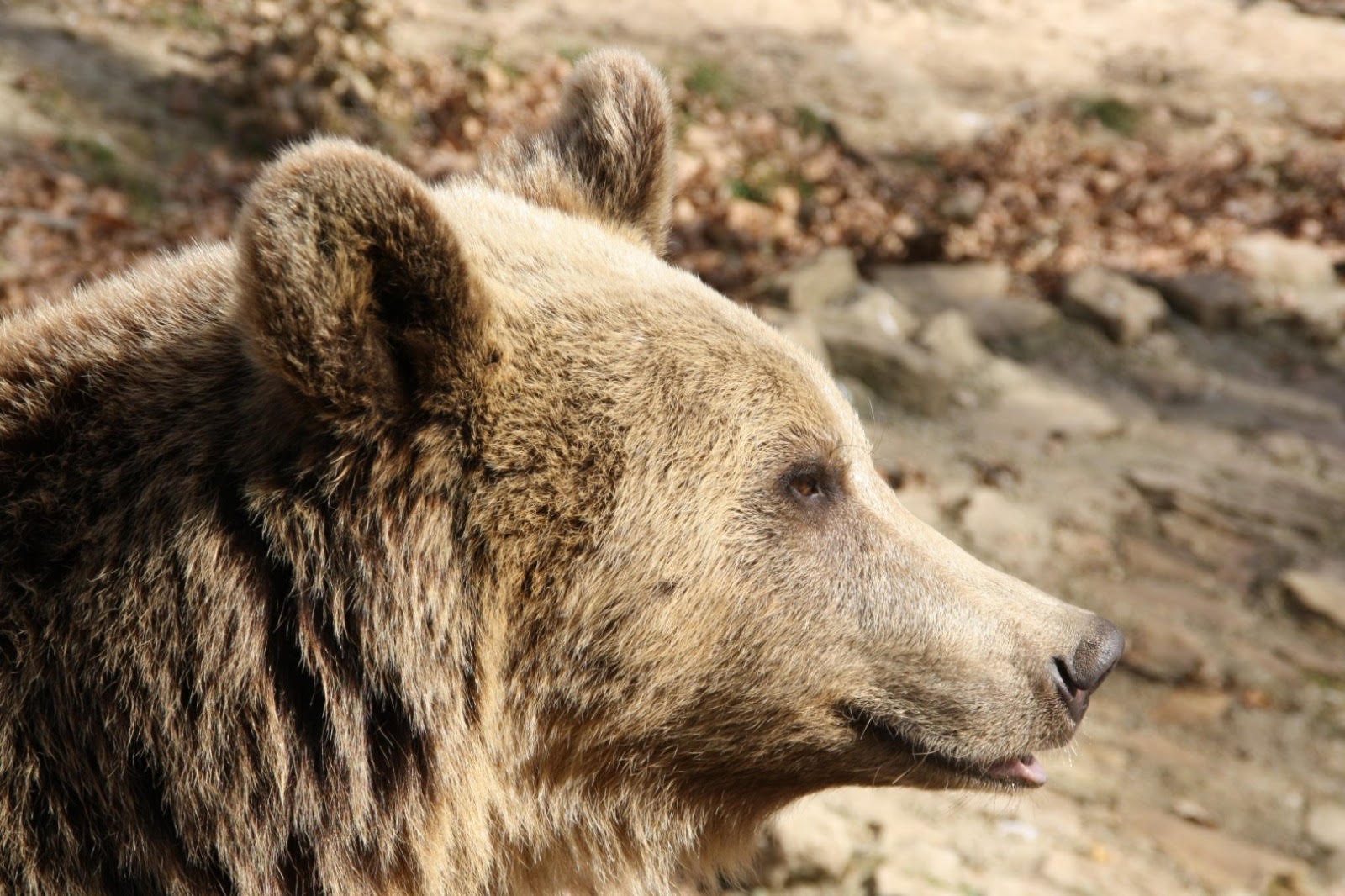 Bear Sanctuary & Bran Castle
